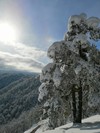 Beti 9.01.21 Gontarska planina